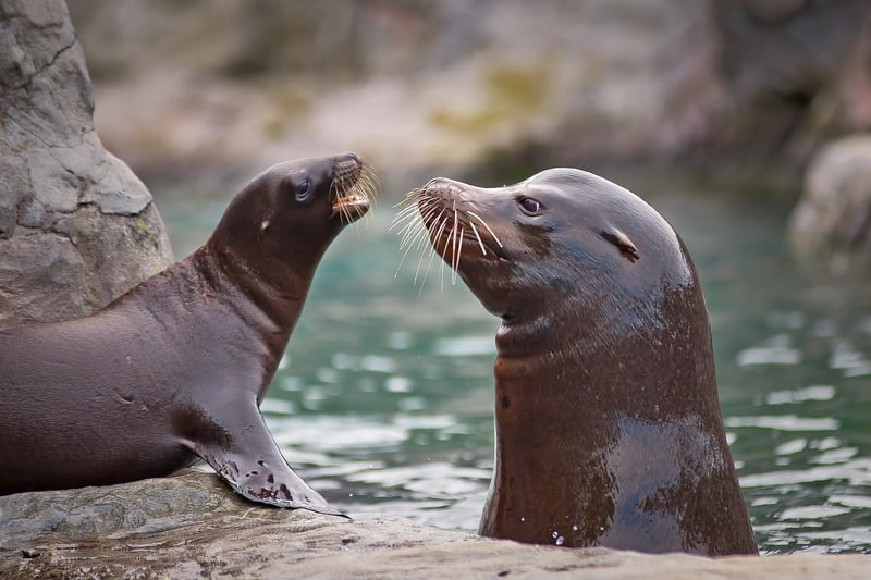 Marine Encounters
